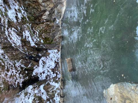 Snow monkeys bathing in hot springs in a rocky landscape.