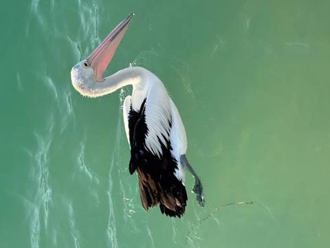 Pelican swimming in turquoise water.