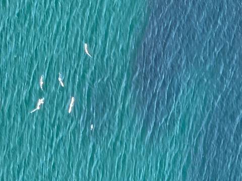 Seagulls flying over clear blue water.