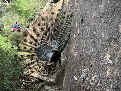       Peacock displaying its fan-like tail feathers in a wooded area.
  
