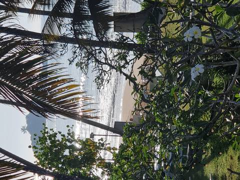 View of a beach with palm trees and the ocean.