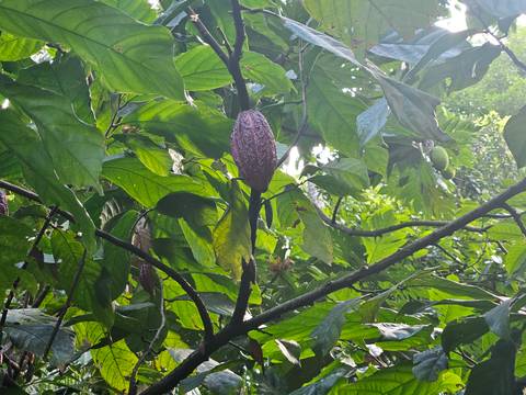 Close-up of a cacao pod still on the plant.