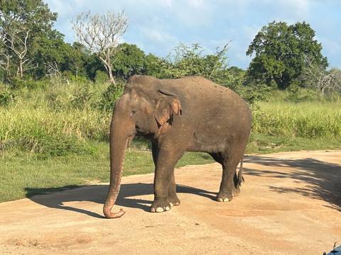 Elephant in a natural setting.