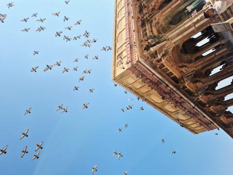       Pigeons flying above a historical structure.
  