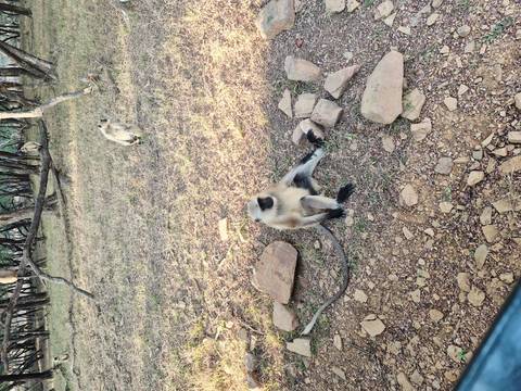       Monkeys in a natural environment sitting on the ground.
  