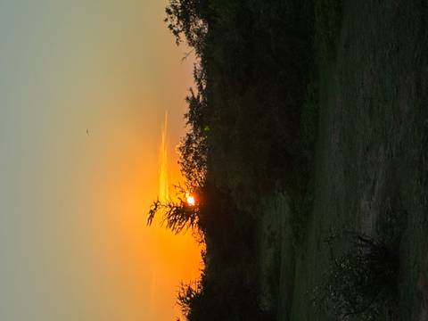       Sunset view with trees silhouetted against an orange sky.
  