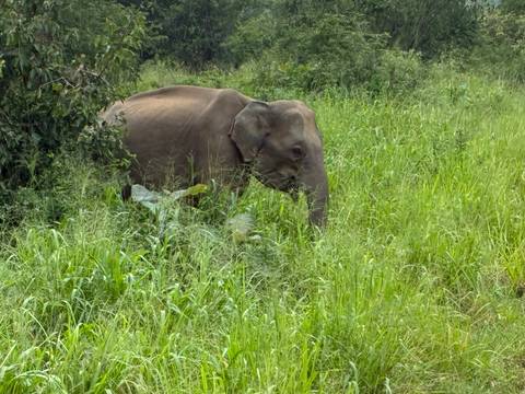      Elephant grazing in a green field.
  