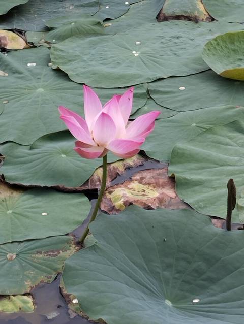       A single pink lotus flower among green leaves.
  