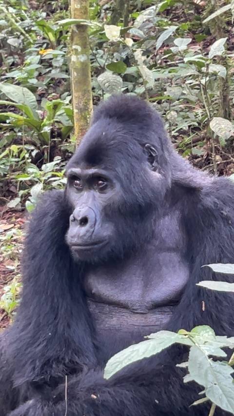 Close-up of a gorilla in a forest setting.
