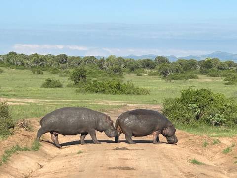 Two hippos walking on a sandy patch in the savannah.