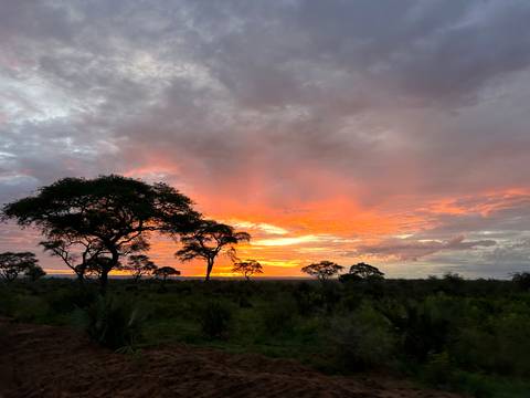       Vibrant sunset over an African savannah.
  