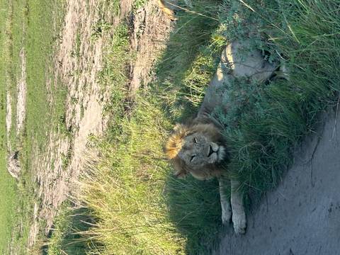 Lone lion lying on the grassy savannah.