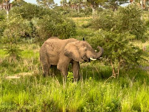       Elephant reaching for leaves on a tree.
  