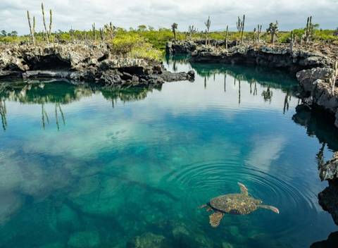       Crystal-clear water inlet with vegetation and a turtle.
  