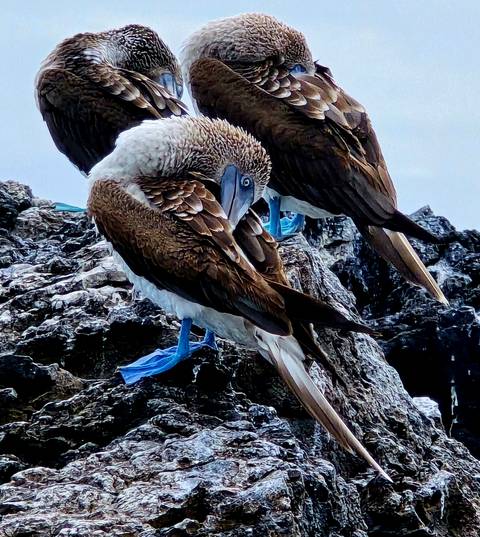       Close-up of a blue-footed booby bird on the rocks.
  