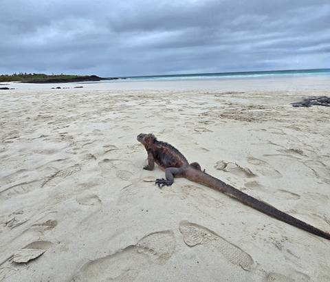       Marine iguana resting on a sandy beach with ocean backdrop.
  