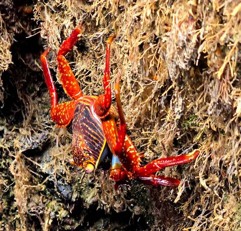       Brightly colored crab on rocky surface.
  