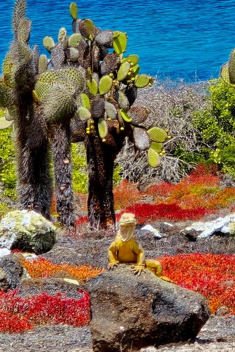       Flora of the Galapagos with unique cactus and colorful vegetation.
  