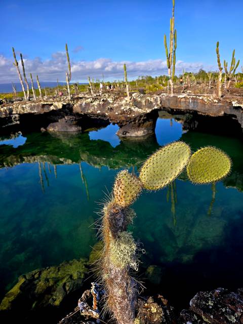       Cactus with clear water reflection in the background.
  