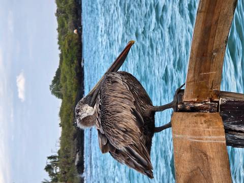       Brown pelican perched near the water.
  