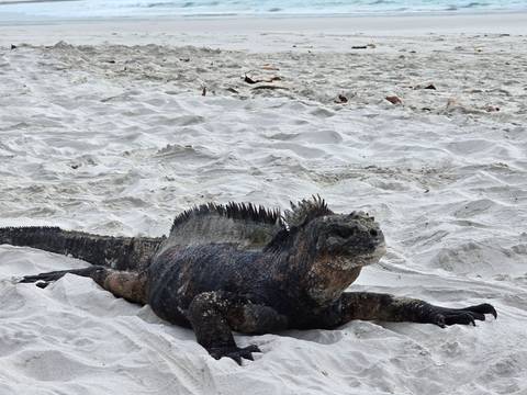       Marine iguana resting on white sand beach.
  