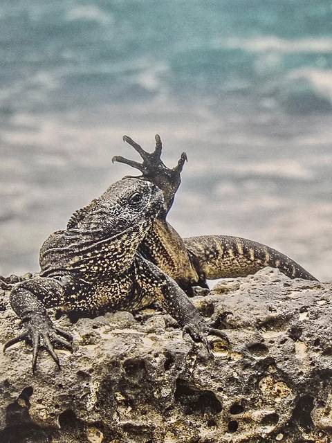       Marine iguana raising its hand while resting.
  