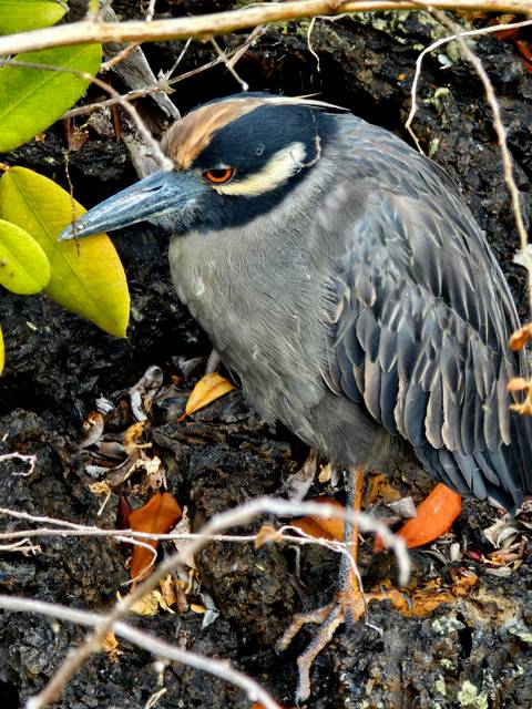       Bird perched on a rock with background foliage.
  