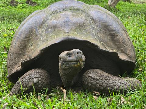       Close-up of a giant tortoise in lush grass.
  