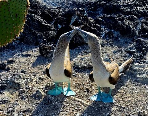       Pair of blue-footed boobies face each other on the rocks.
  