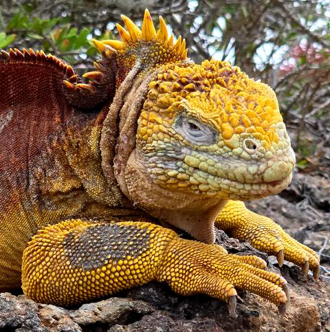      Close-up of a land iguana with textured skin.
  