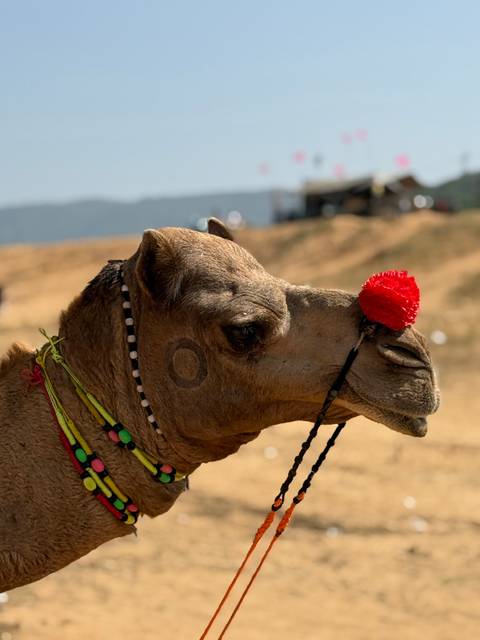 Close-up of a camel with a decorative nose ring in a desert setting.