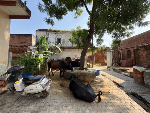 Cows resting in a shaded courtyard of a rural house.