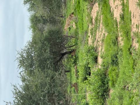 Lions resting under trees in the savannah.