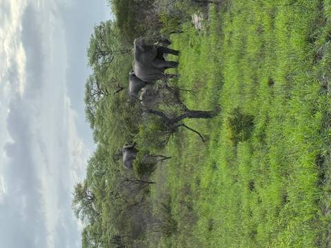 Elephants walking through a green meadow.