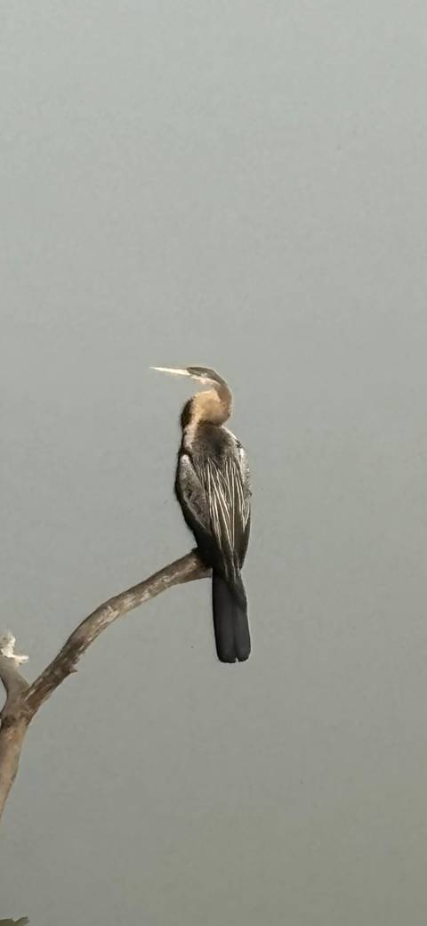 Bird perched by a water body.