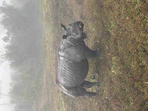 Rhinoceros in a grassy area.
