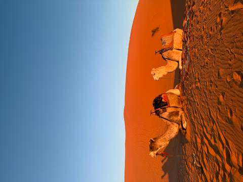       Two camels resting on sand dunes during sunset.
  