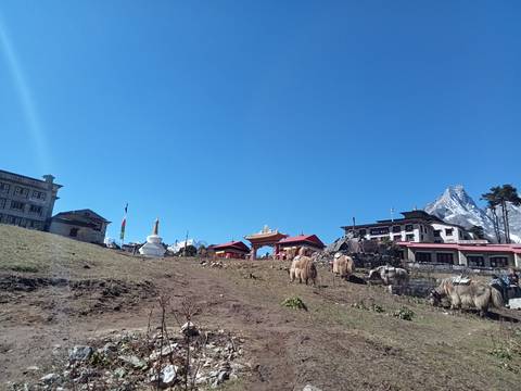 Scenic village with mountains and yaks grazing.