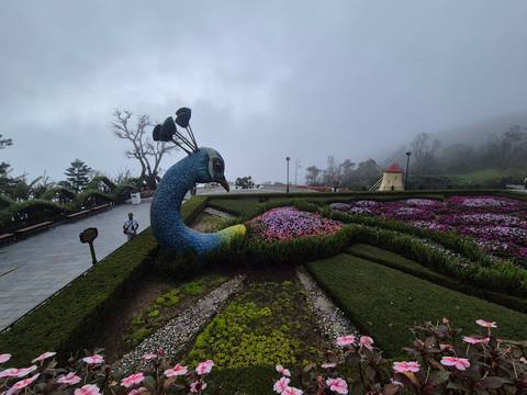       Garden with peacock-shaped floral arrangement and foggy mountain view.
  