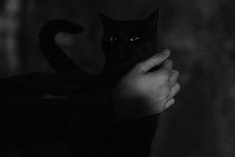       Close-up of a person holding a black cat in dim light.
  