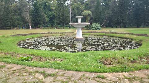 Outdoor fountain surrounded by grass and lilies.