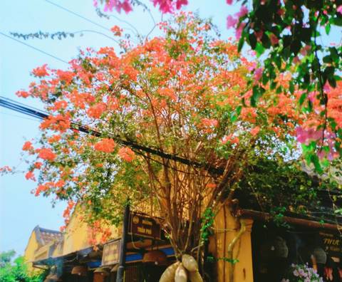       Tree with orange and pink flowers against a building.
  