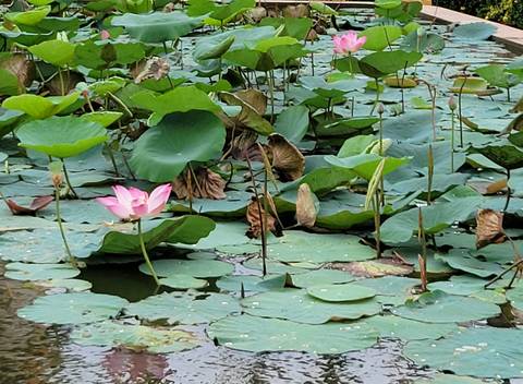 Lotus flower amidst green leaves on a pond.