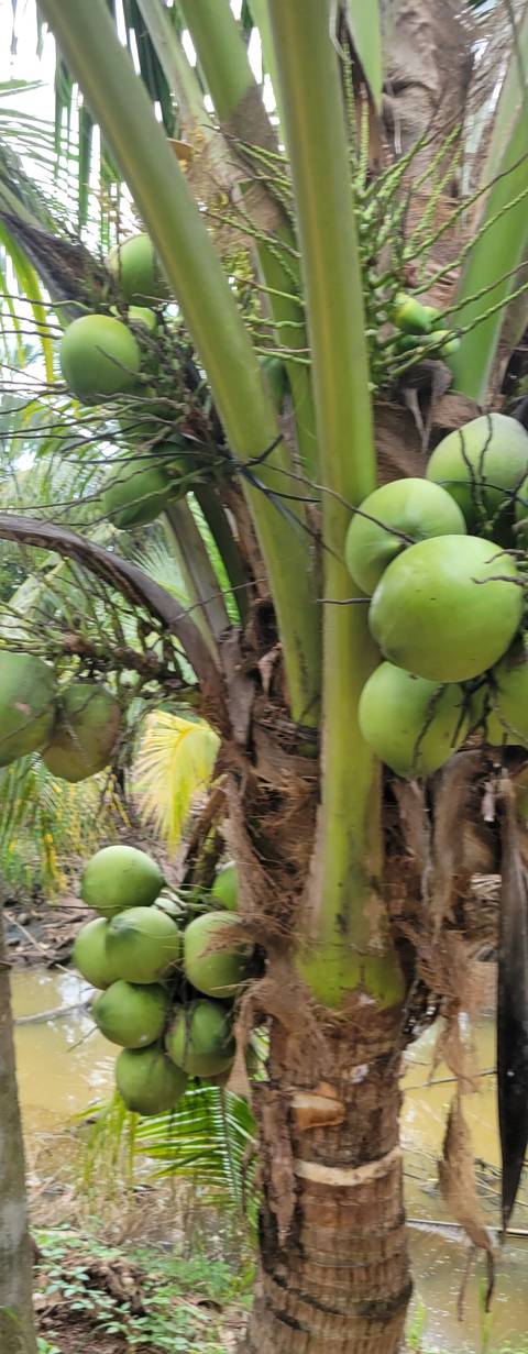 Close-up of green coconuts on a tree.