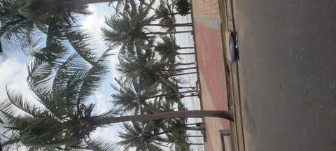 Palm trees along a beach with the sea in the background.