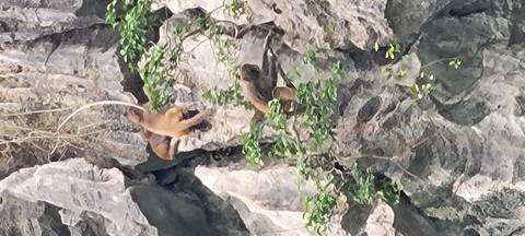Monkeys on a rocky cliff.