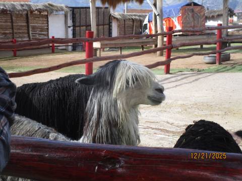 Alpaca with long hair behind wooden fences.