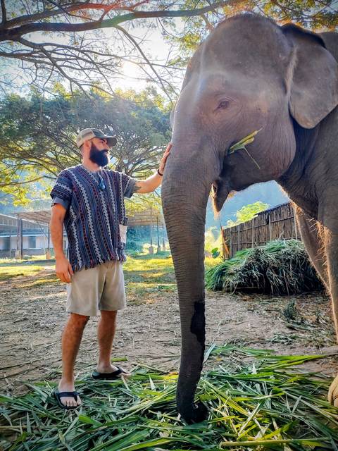 A person touching an elephant's trunk in nature.