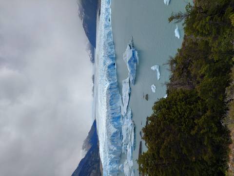 Snow-covered glaciers with floating icebergs and a forested foreground.