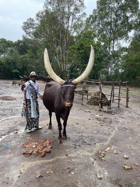 Man standing beside an Ankole-Watusi cow with large horns.